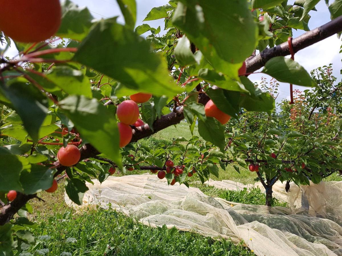 Agriturismo La Giasena Ponte nell'Alpi Ngoại thất bức ảnh