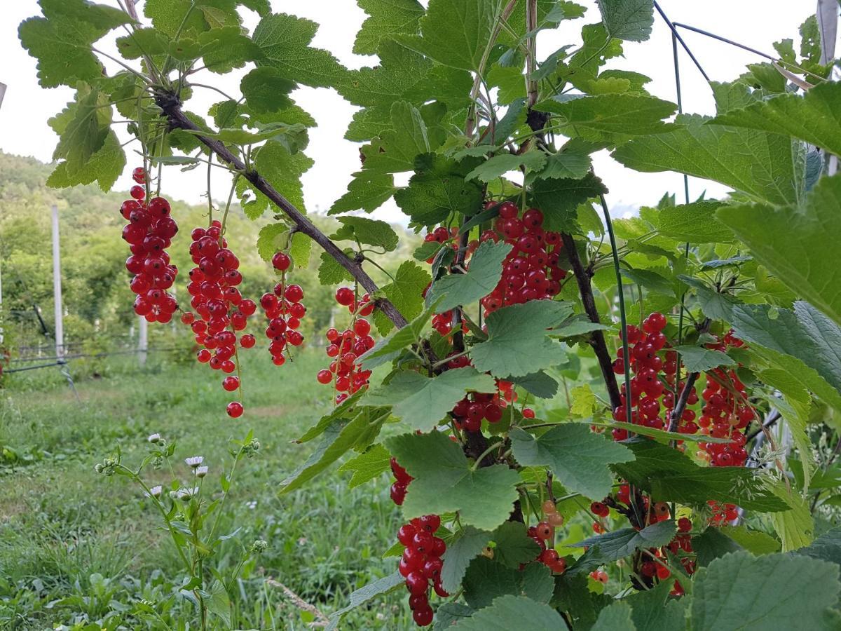 Agriturismo La Giasena Ponte nell'Alpi Ngoại thất bức ảnh